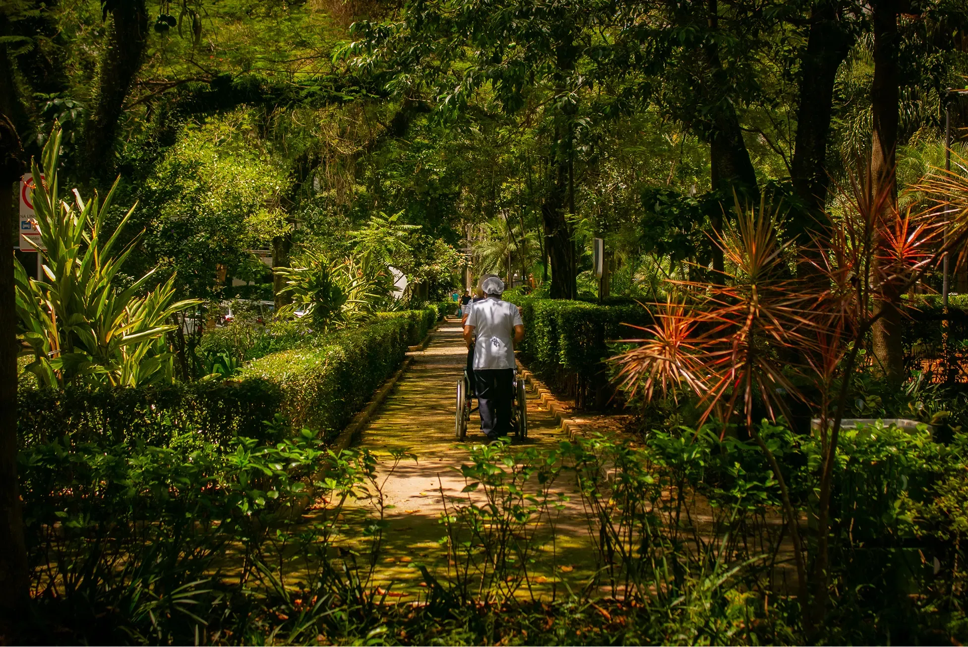 Person pushing a wheelchair along a hedge-lined garden path